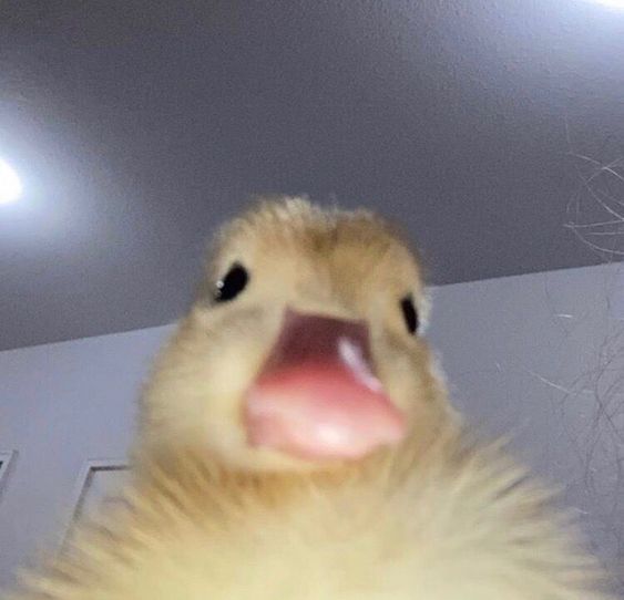 A Duck
